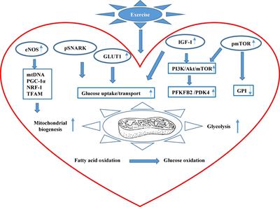 New Insights Into Energy Substrate Utilization and Metabolic Remodeling in Cardiac Physiological Adaption